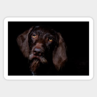 German Wirehaired Pointer Portrait Sticker